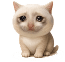 Mini Cash Cat